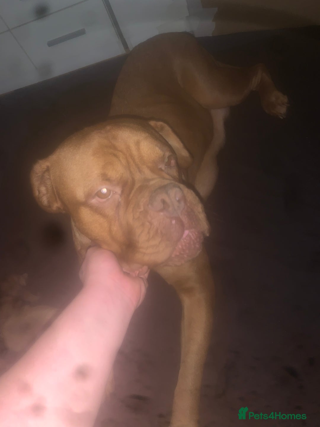 Dogue De Bordeaux dogs for sale: Beautiful dog de Bordeaux puppies full breads  - Image 6