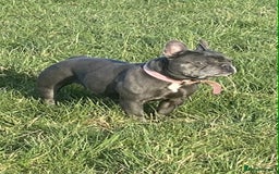 French Bulldog dogs for sale: French Bulldog - Image 6