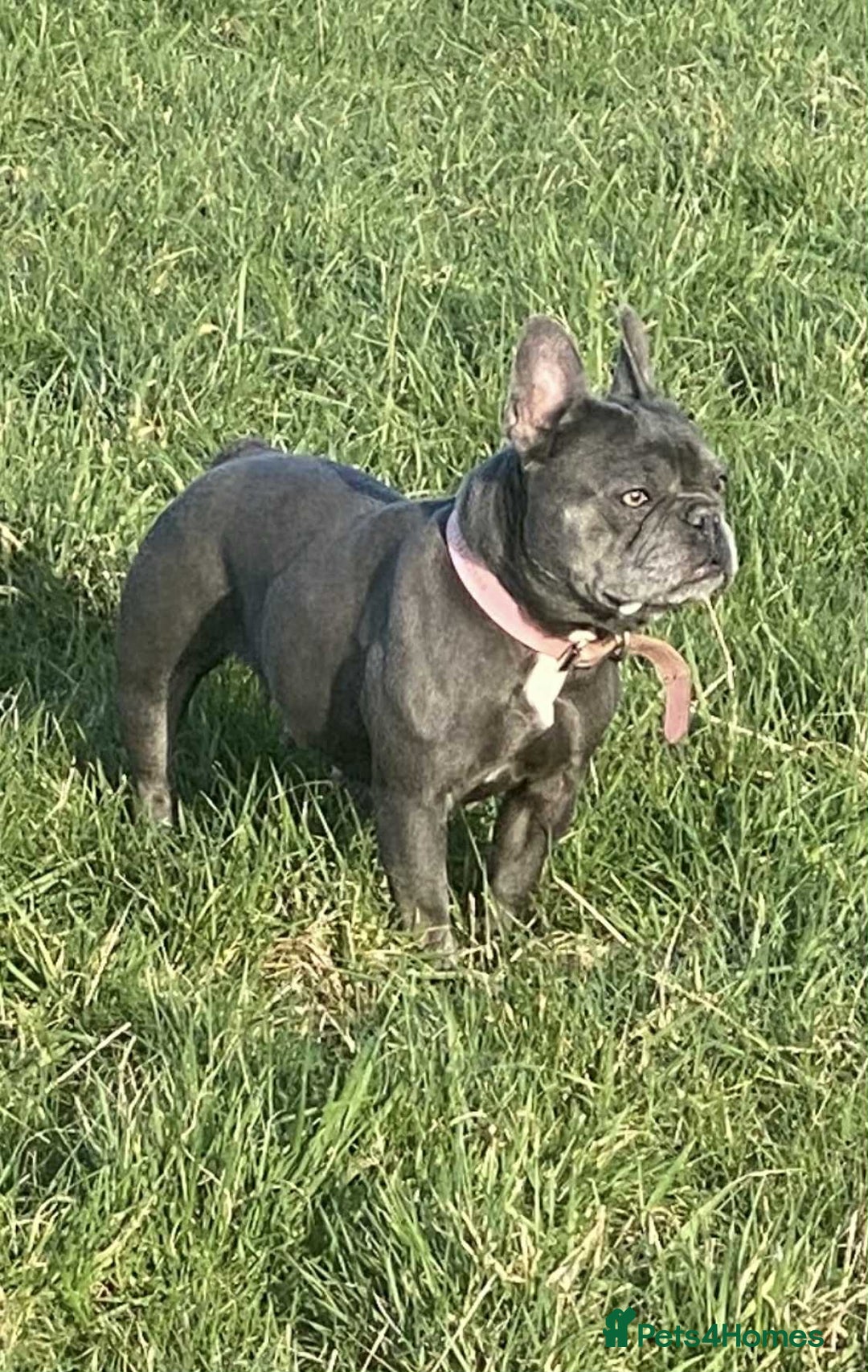 French Bulldog dogs for sale: French Bulldog - Image 6