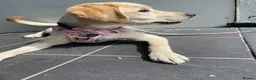 Labrador Retriever dogs for sale: Six month old Labrador Retriever  - Advert 4