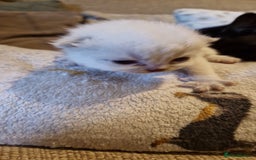 British Shorthair cats for sale: Beutiful British shorthair kittens  - Image 6