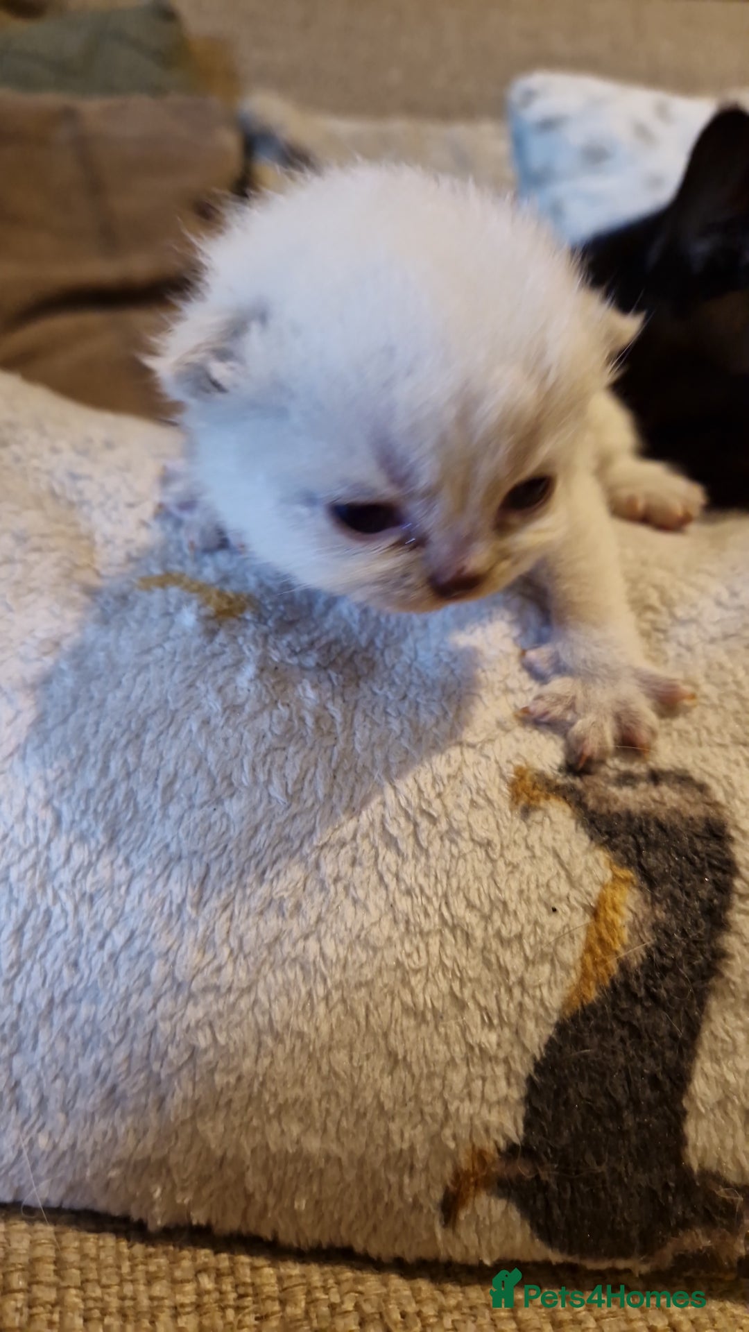 British Shorthair cats for sale: Beutiful British shorthair kittens  - Image 6