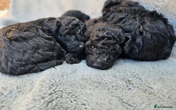Miniature Poodle dogs for sale: 🐾 Hypoallergenic Mini Poodle Puppies 🐾 - Image 18