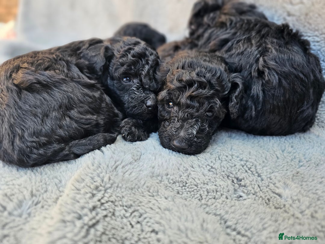 Miniature Poodle dogs for sale: 🐾 Hypoallergenic Mini Poodle Puppies 🐾 - Image 18