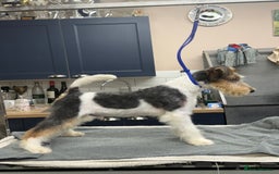 Fox Terrier dogs for sale: Wire Fox Terrier Puppies - Image 1