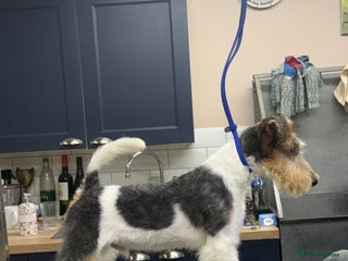 Fox Terrier dogs - Advert 10