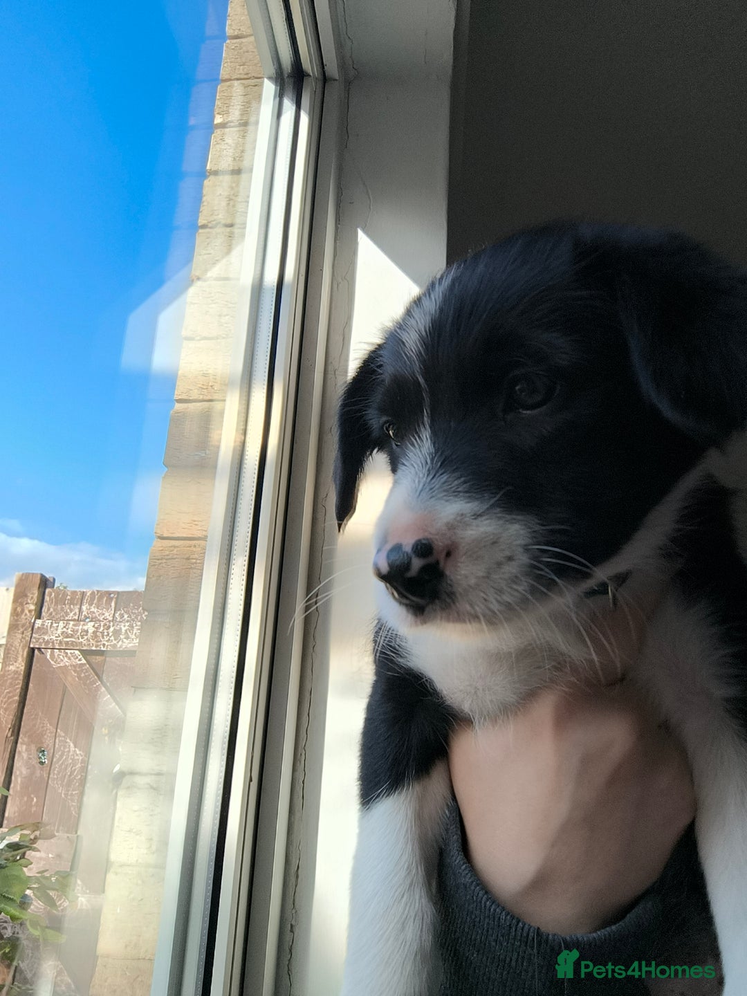 Border Collie dogs for sale: Border Collie Puppies - Image 12