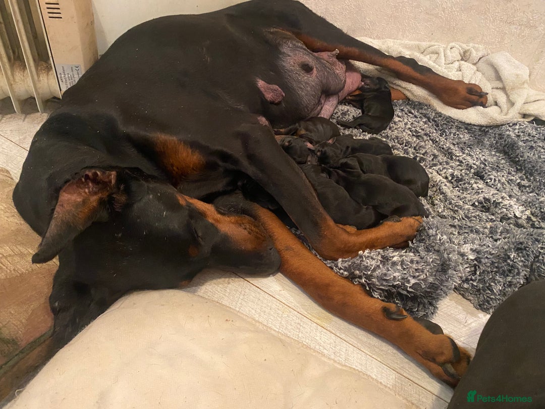 Dobermann dogs for sale: Doberman Puppies - Image 7