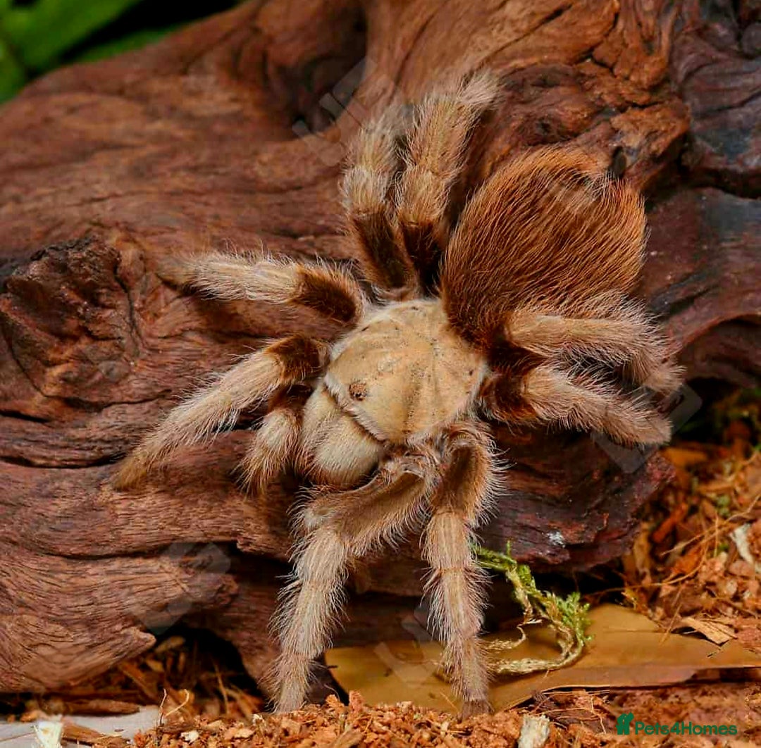 Spiders invertebrates for sale: Female Aphonopelma chalcodes (Arizona Blonde) - Image 1