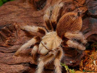 Spiders invertebrates for sale - Advert 1
