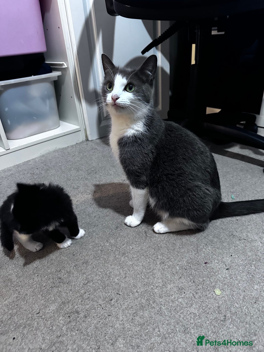 Mixed Breed cats for sale: 3 kittens the perfect  **   ** !  - Advert 4