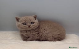 British Shorthair cats for sale: PEDIGREE REGISTERED CHUNKY BRITISH SHORTHAIRS  - Image 12