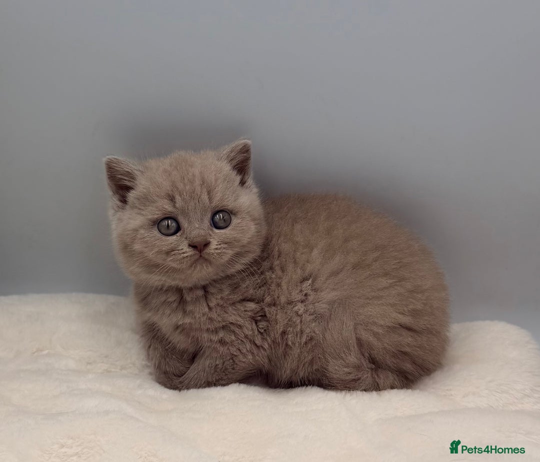 British Shorthair cats for sale: PEDIGREE REGISTERED CHUNKY BRITISH SHORTHAIRS  - Image 12