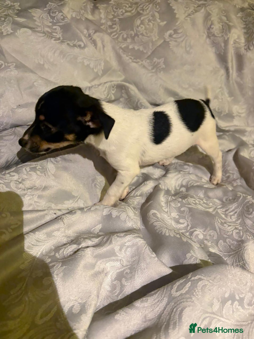 Jack Russell dogs for sale: Girl jack Russell puppy  - Image 7