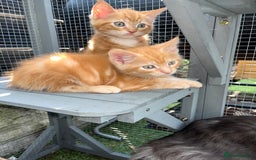 Maine Coon cats for sale: Maine Coon x Domestic Shorthair  - Image 2