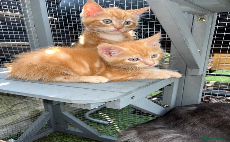 Maine Coon cats - Advert 13