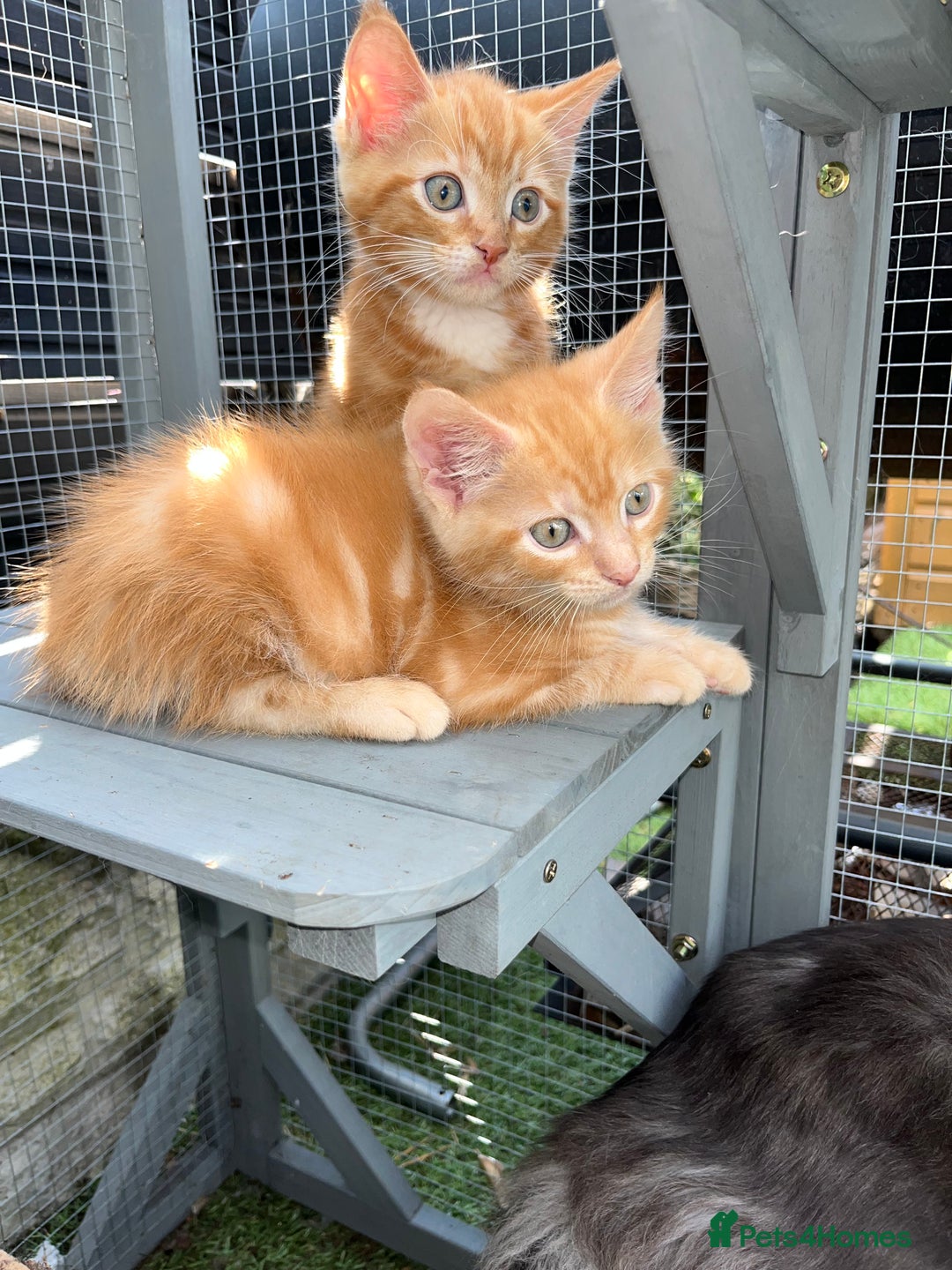 Maine Coon cats for sale: Maine Coon x Domestic Shorthair  - Image 2