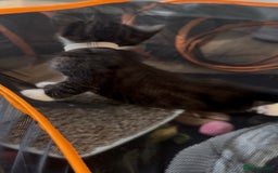 Bengal cats for sale: Queen boo 💕❤️ - Image 4