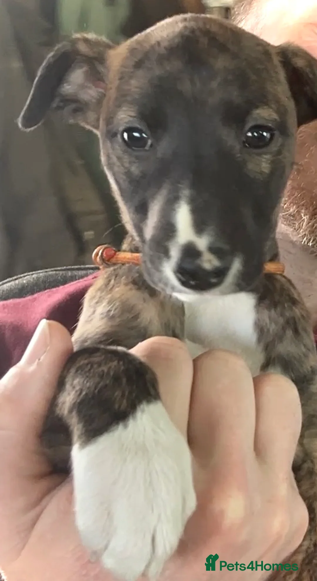 Whippet dogs for sale: 1F KC Reg Whippet from Health Tested Parents - Advert 1