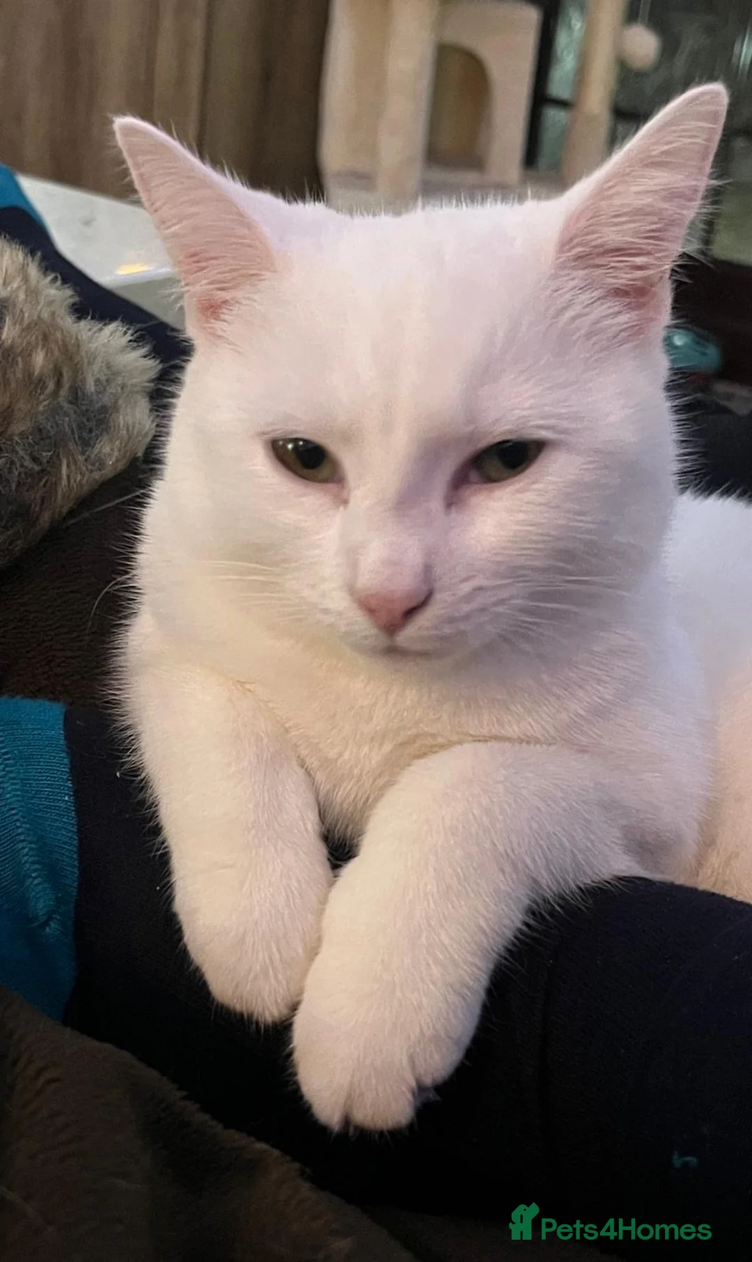 Mixed Breed cats for sale: SNOWDROP  - Advert 5