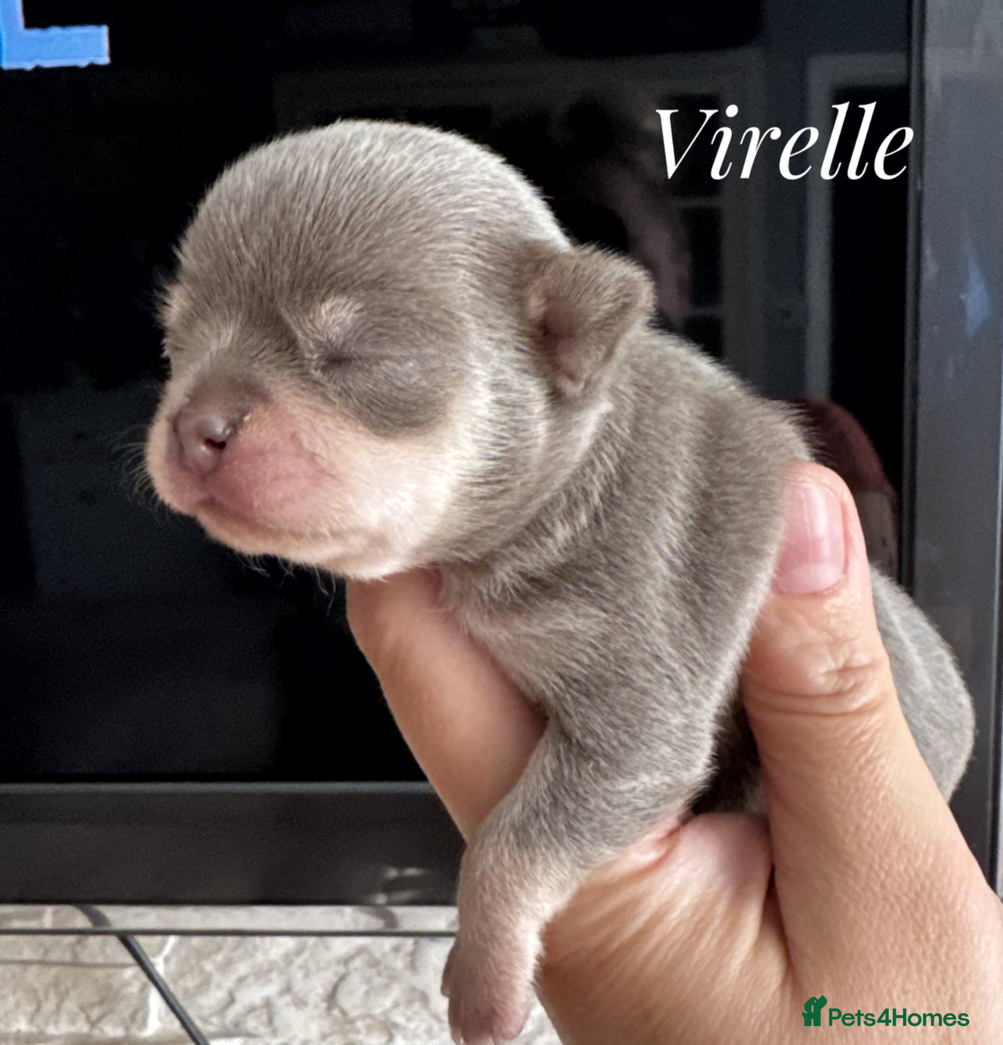 Chihuahua dogs Chihuahua puppies chocolate lilac  - Advert 1