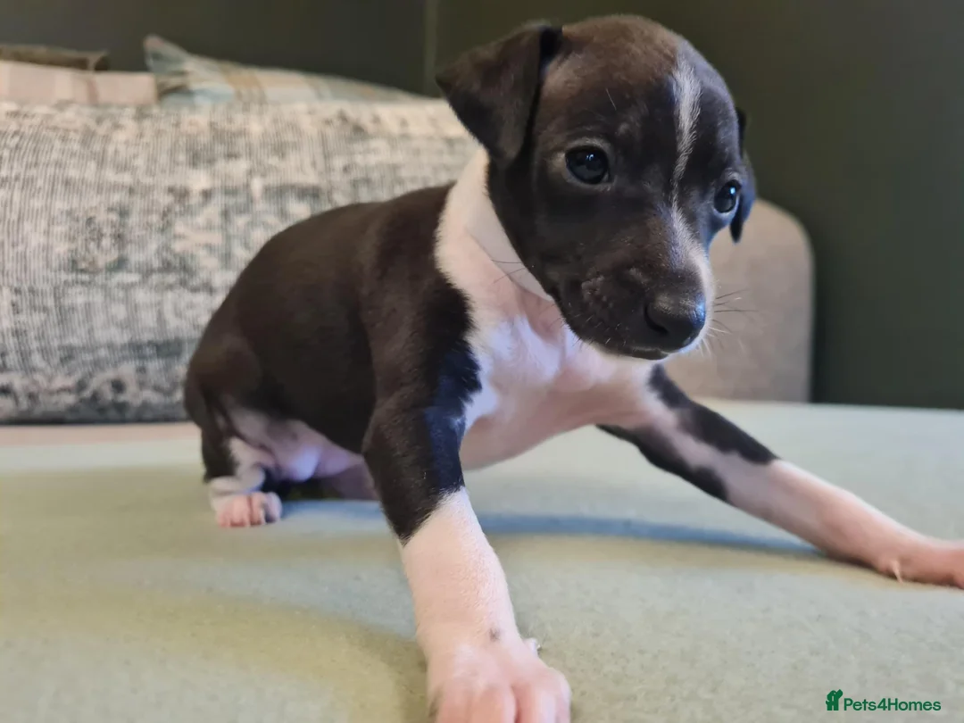 Italian Greyhound dogs for sale: 4 italian greyhound puppies  - Advert 7