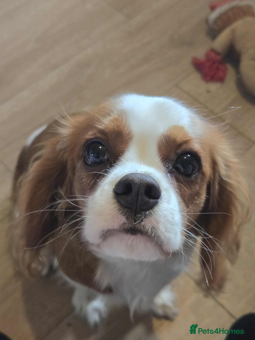 Cavalier King Charles Spaniel dogs for sale: Cavalier King Charles Spaniel - Image 3