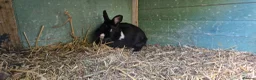 Mixed Breed rabbits for sale: Tiny, very curious. very friendly female rabbit   - Advert 8