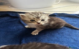 Perdoll cats for sale: FLUFFY PERDOLL KITTENS - Image 16