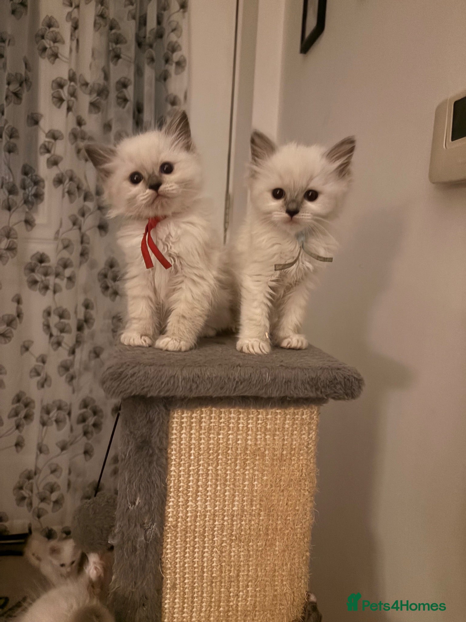Ragdoll cats 🐾💙 GORGEOUS RAGDOLL KITTENS  - Advert 1