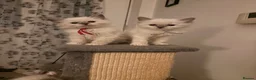 Ragdoll cats for sale: 🐾💙 GORGEOUS RAGDOLL KITTENS  - Advert 16