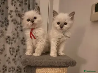 Ragdoll cats 🐾💙 GORGEOUS RAGDOLL KITTENS - Advert 1