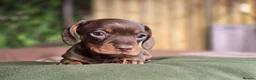 Miniature Dachshund dogs for sale: Pedigree miniature dachshund  - Advert 17