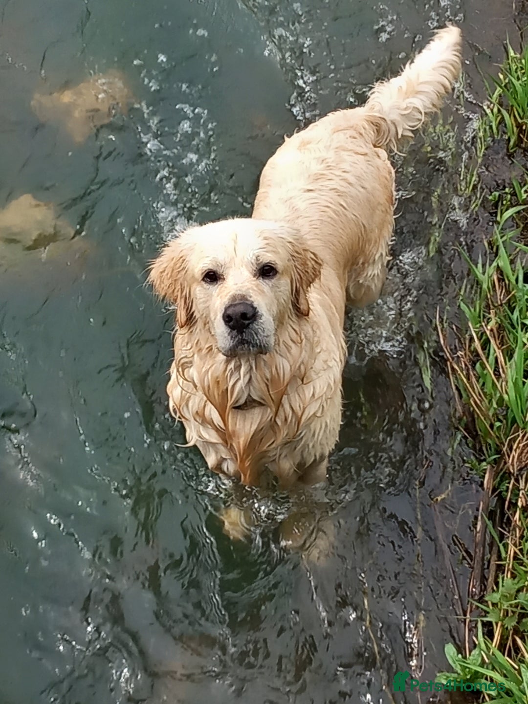 Golden Retriever dogs for stud: Stunning KC registered, Golden Retriever  in Sleaford - Advert 11