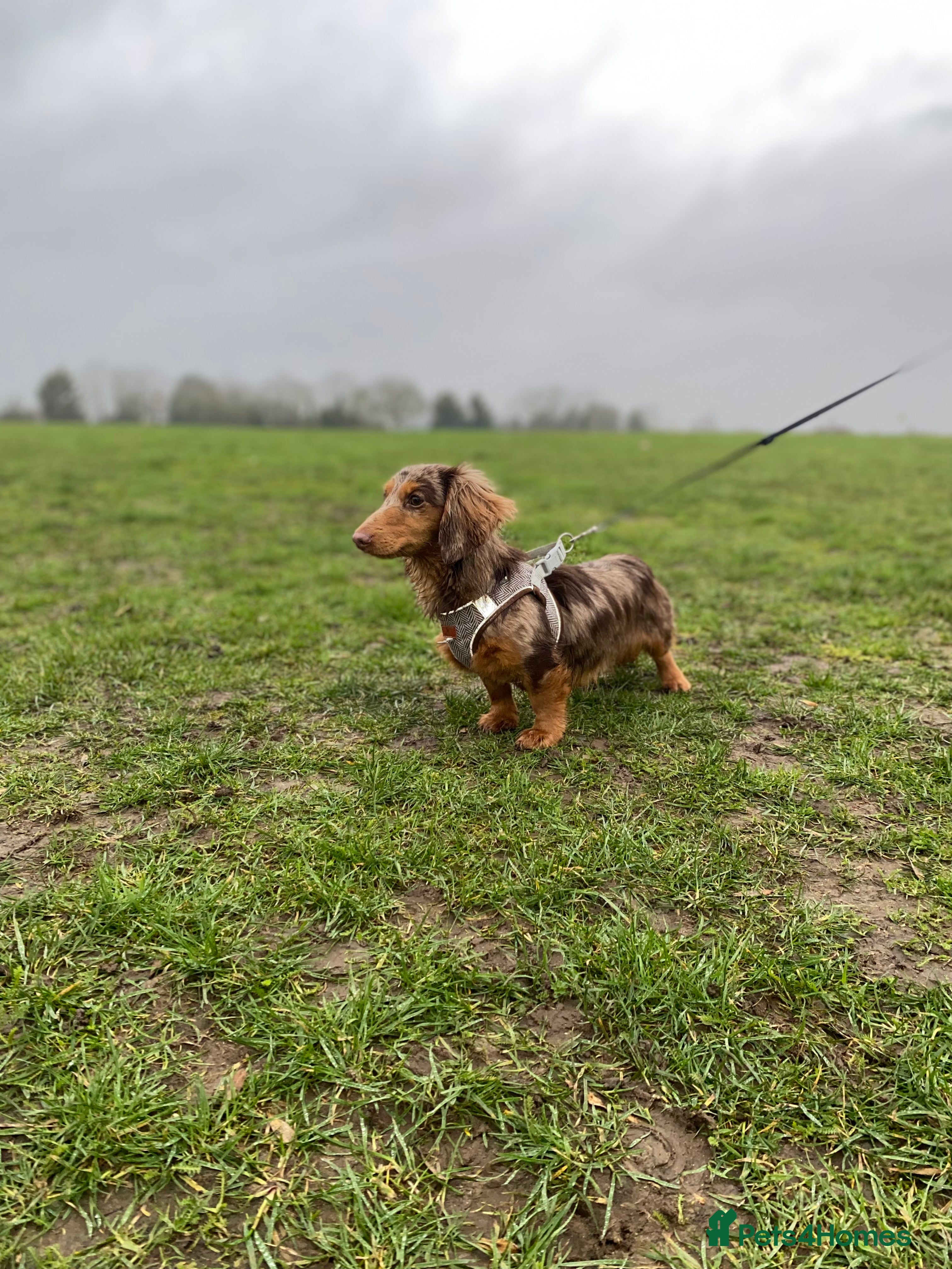 Miniature Dachshund dogs Isabella long hair 10 month  - Advert 1
