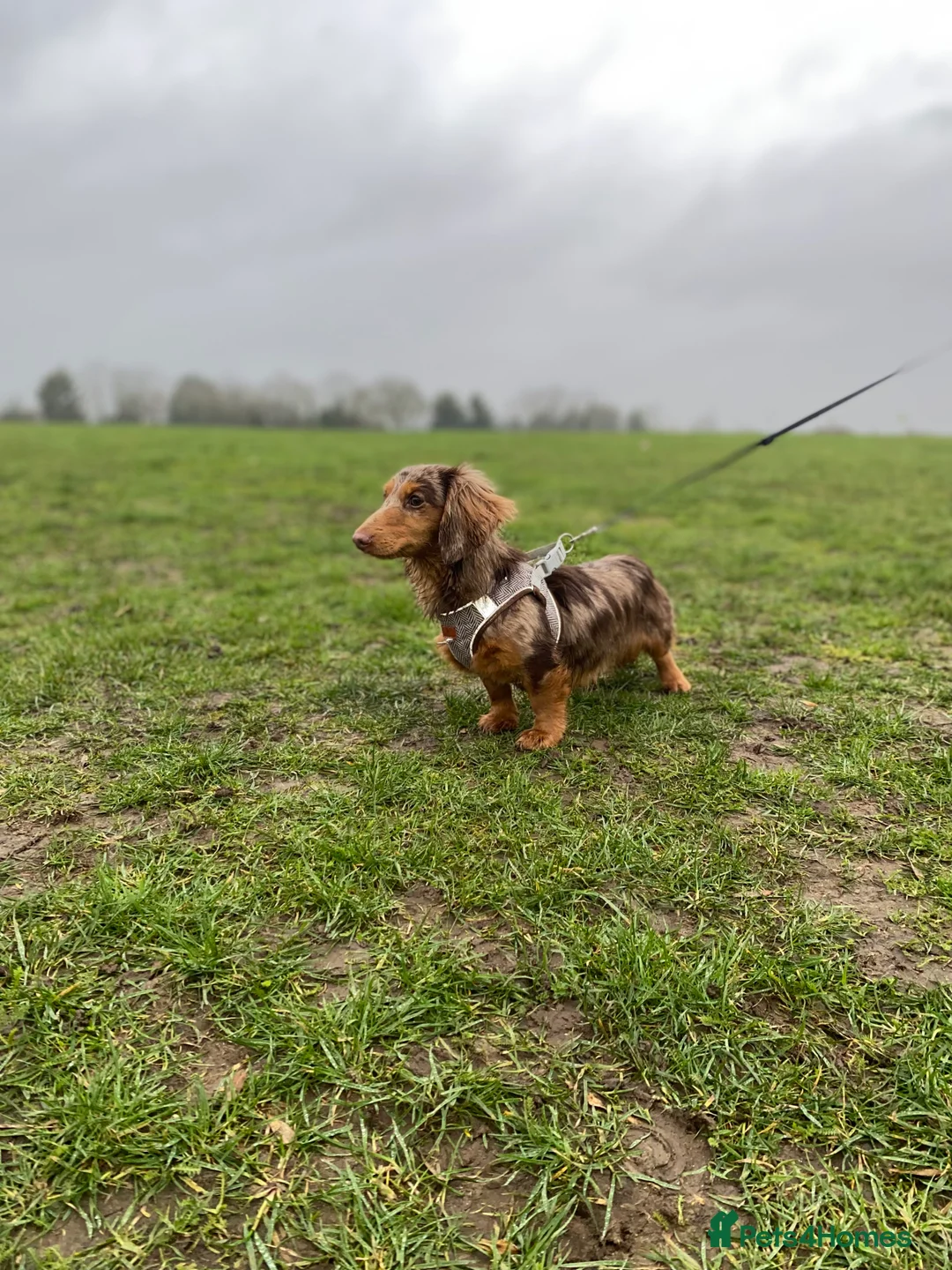 Miniature Dachshund dogs for sale: Isabella long hair 10 month  - Advert 1