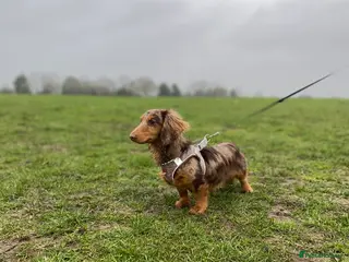 Miniature Dachshund dogs Isabella long hair 10 month - Advert 5