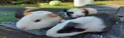 Guinea Pig rodents for sale: Baby Guinea Pigs  - Advert 2