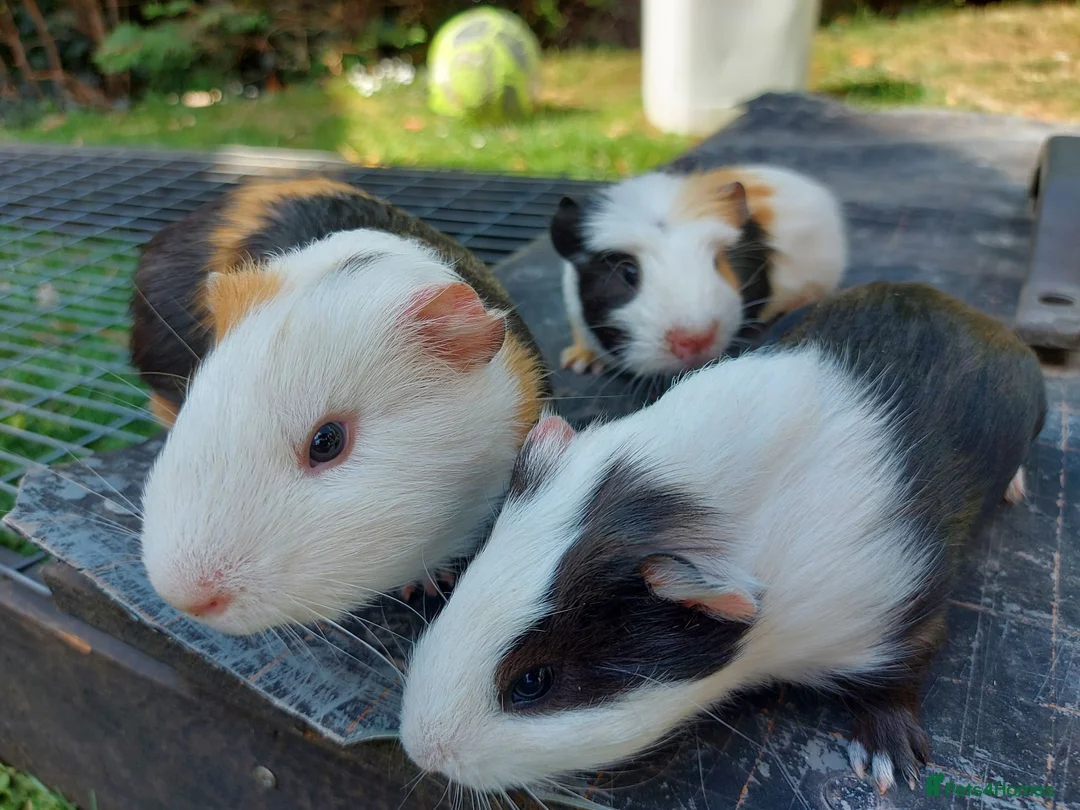 Guinea Pig rodents for sale: Baby Guinea Pigs  - Advert 2