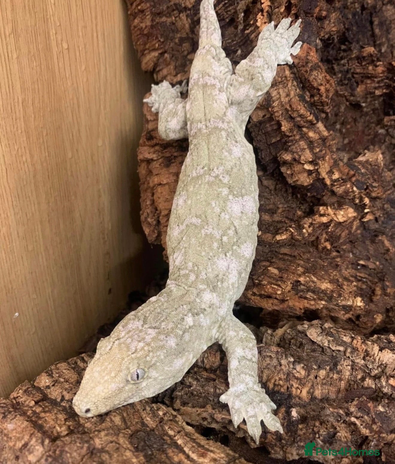 Mixed Breed reptiles Stunning Exotic Reptile Pets & Full Habitats - Advert 4