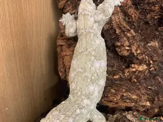 Mixed Breed reptiles Stunning Exotic Reptile Pets & Full Habitats - Advert 4