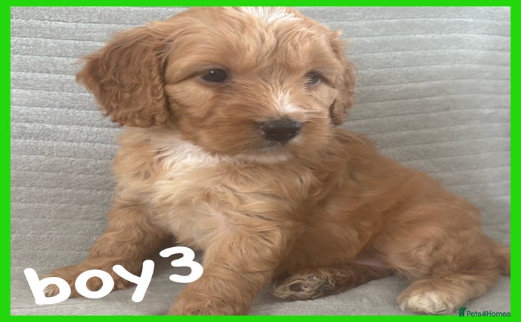 Cockapoo dogs - Advert 15