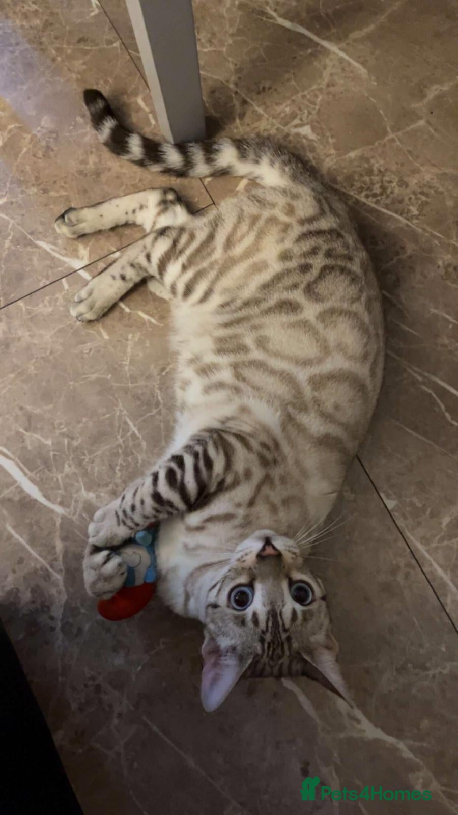 Bengal cats 🔥🏆Stunning Tica registered snow bengal 🔥🏆 - Advert 15
