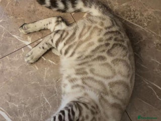 Bengal cats 🔥🏆Stunning Tica registered snow bengal 🔥🏆 - Advert 15