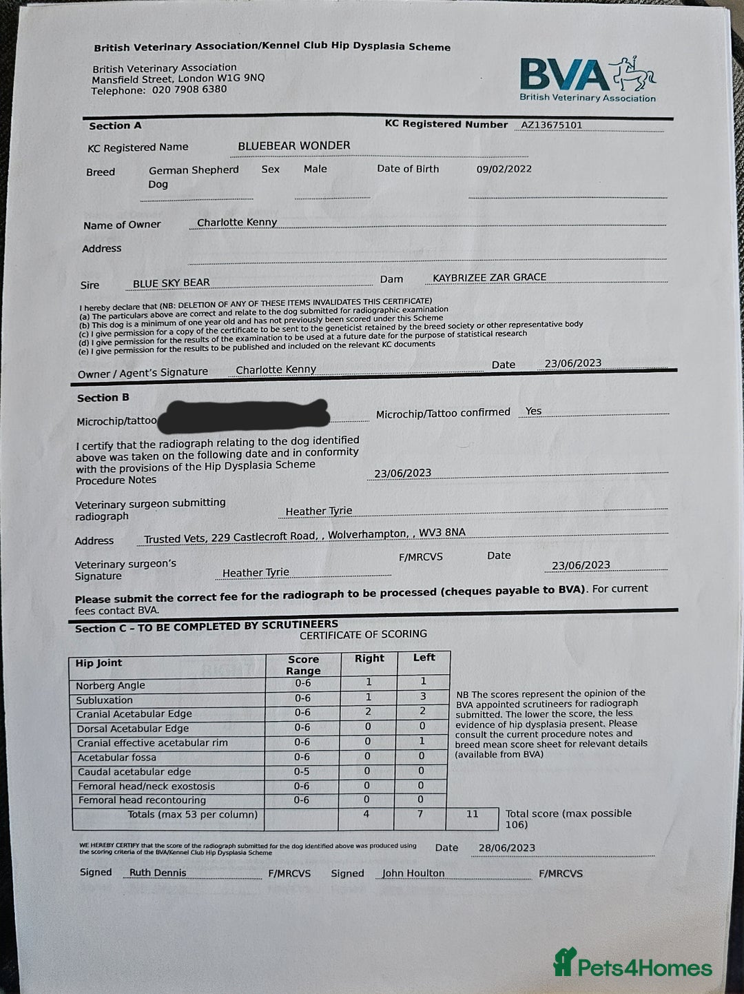 German Shepherd dogs for sale: 💠5 Beautiful healthy KC reg straight back GSP's💠 - Advert 15