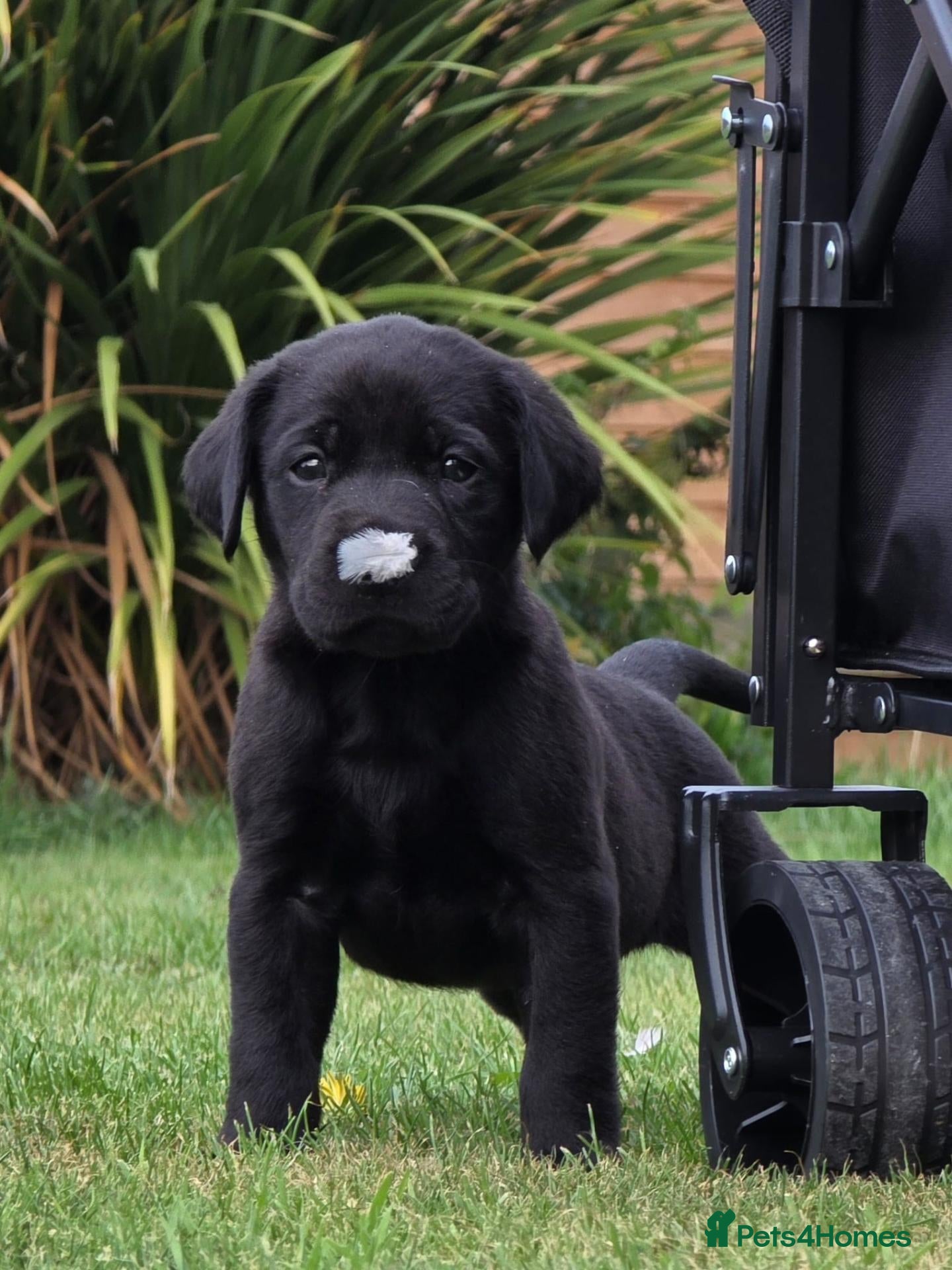 Labrador Retriever dogs *Beautiful kc, Dna clear labrador puppies* - Advert 2