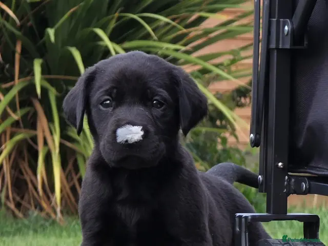Labrador Retriever dogs for sale: *Beautiful kc, Dna clear labrador puppies* - Advert 1