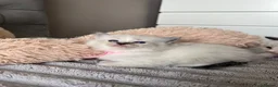 Ragdoll cats for sale: Registered Ragdoll Kittens for sale - Advert 14