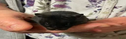 Hamster rodents for sale: Beautiful friendly baby Syrian hamsters  - Advert 13