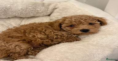 Cavapoo dogs - Advert 11